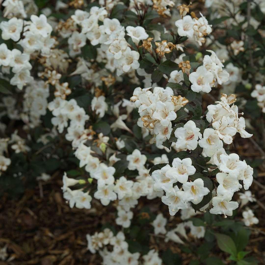 Weigela Florida 'wine And Spirits' - View 1 from www redcrocus com