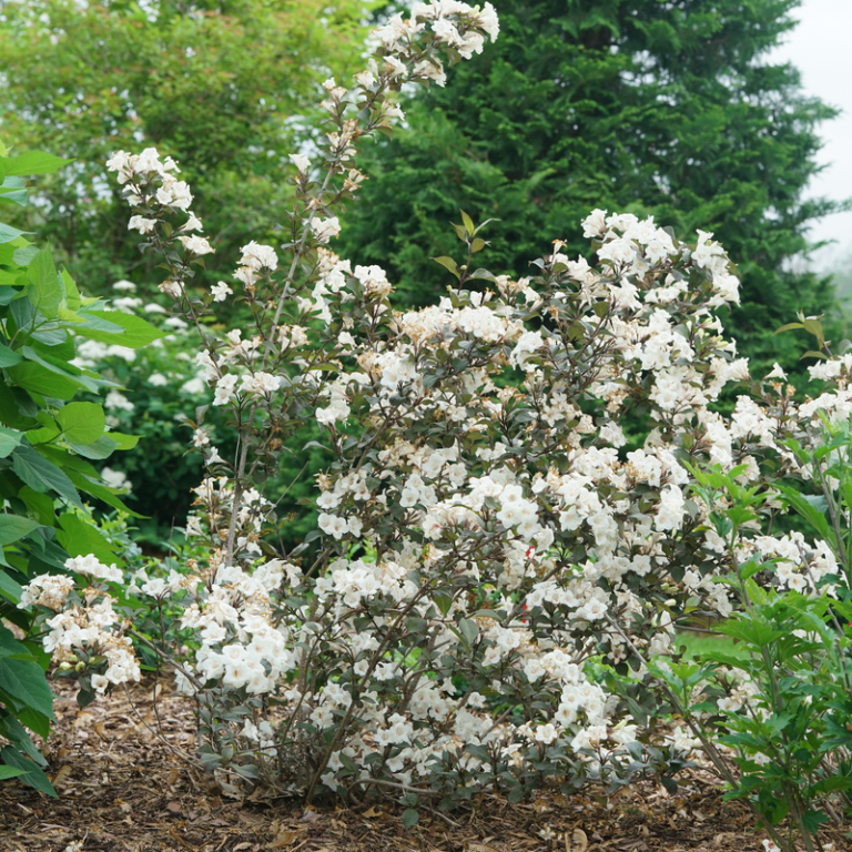 Weigela Florida 'wine And Spirits' - View 20 from www redcrocus com
