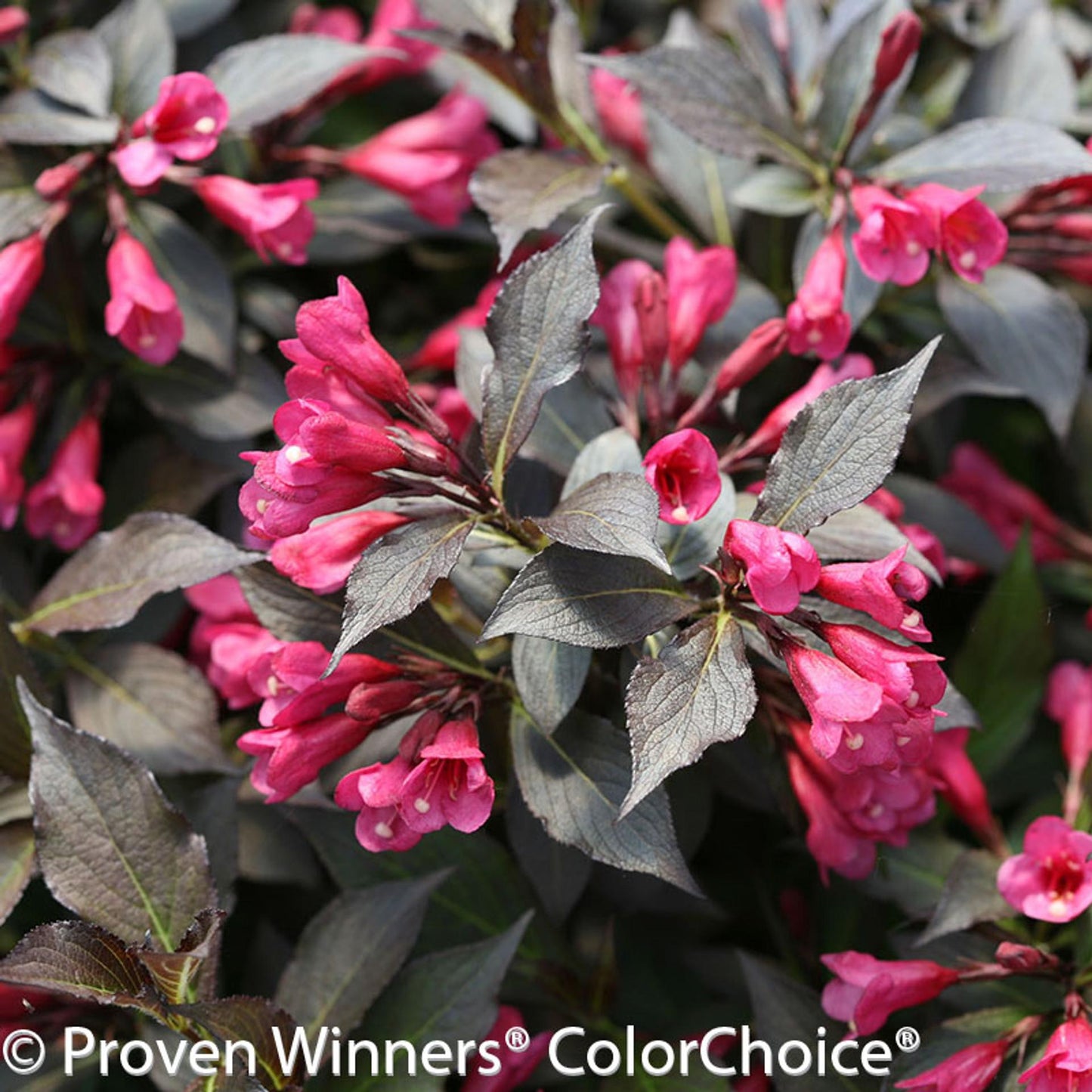 Weigela Florida 'wine And Spirits' - View 21 from www redcrocus com