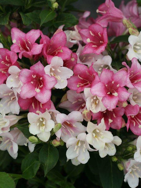 Weigela Florida 'wine And Spirits' - View 22 from www redcrocus com