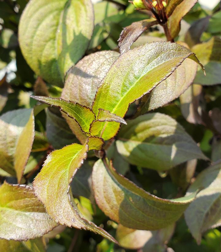 Weigela Florida 'wine And Spirits' - View 24 from www redcrocus com