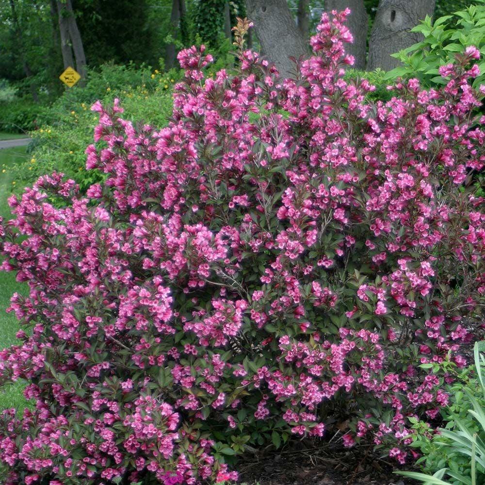 Weigela Florida 'wine And Spirits' - View 26 from www redcrocus com