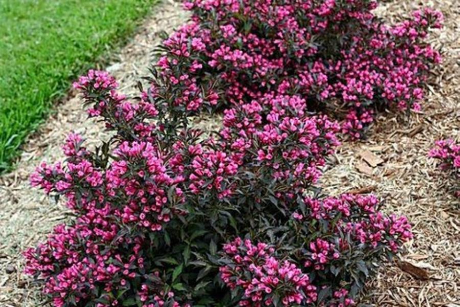 Weigela Florida 'wine And Spirits' - View 27 from www redcrocus com