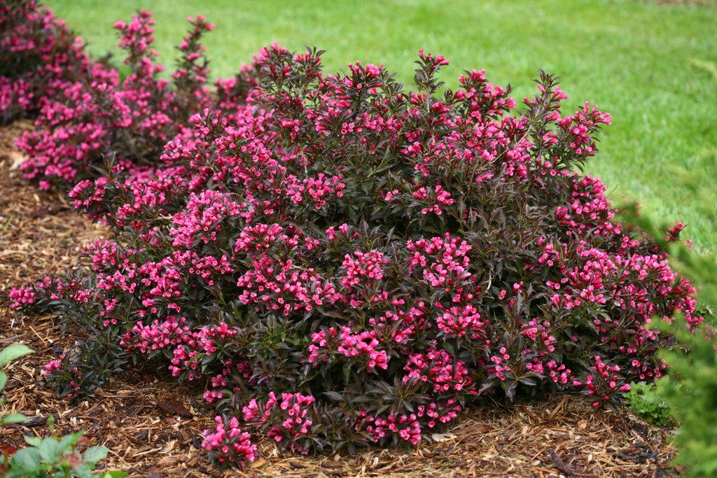 Weigela Florida 'wine And Spirits' - View 28 from www redcrocus com