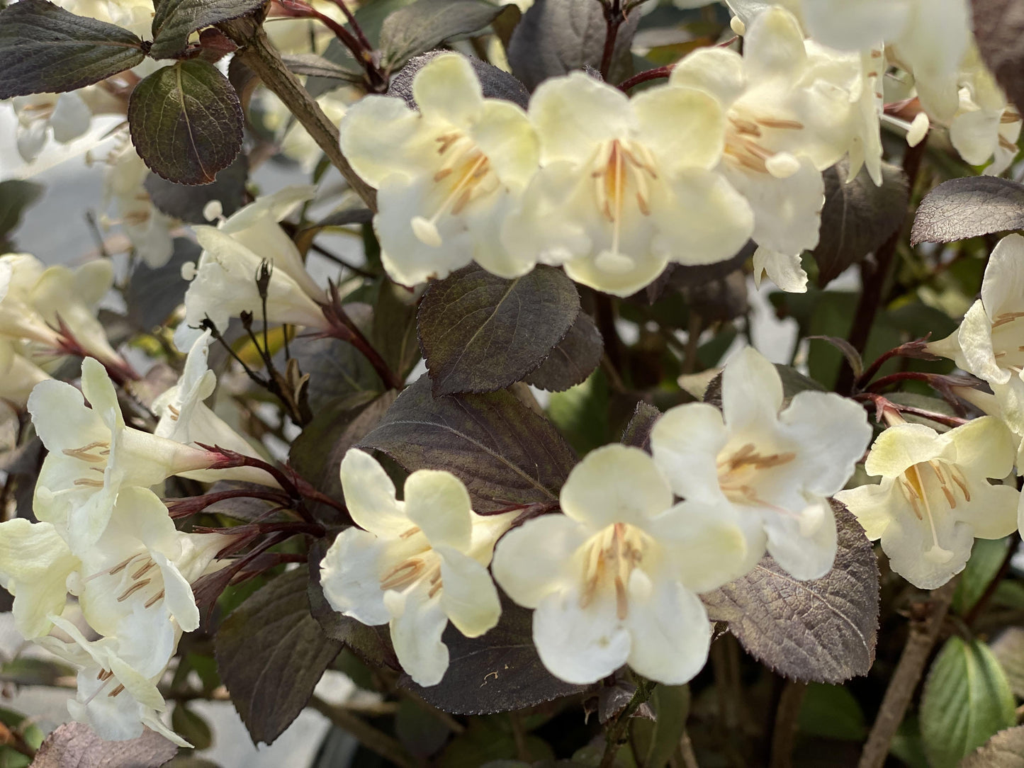 Weigela Florida 'wine And Spirits' - View 2 from www redcrocus com