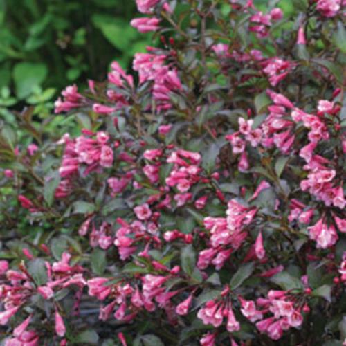 Weigela Florida 'wine And Spirits' - View 30 from www redcrocus com