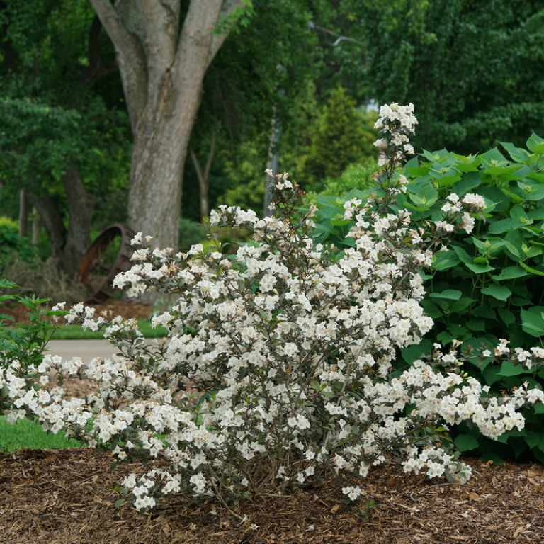 Weigela Florida 'wine And Spirits' - View 3 from www redcrocus com