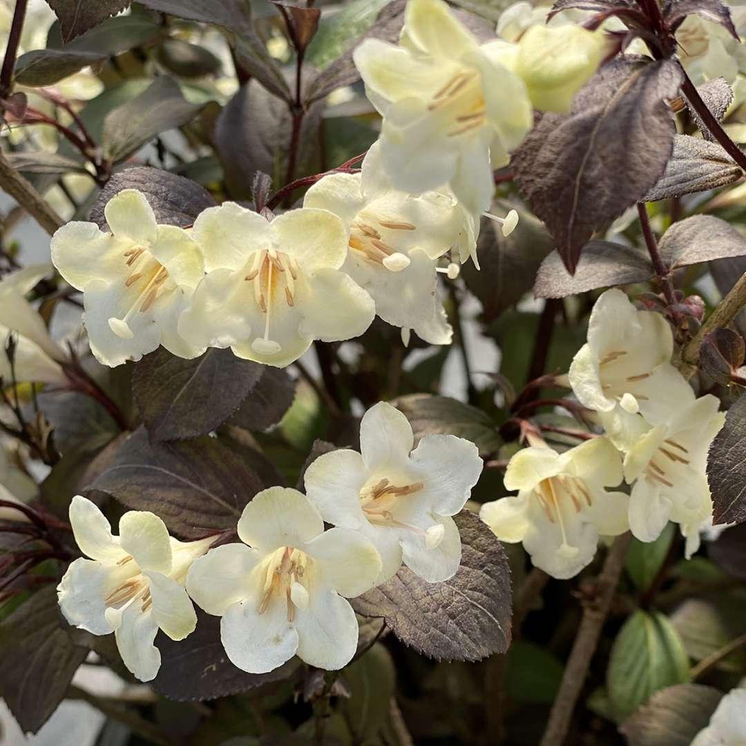 Weigela Florida 'wine And Spirits' - View 3 from www redcrocus com