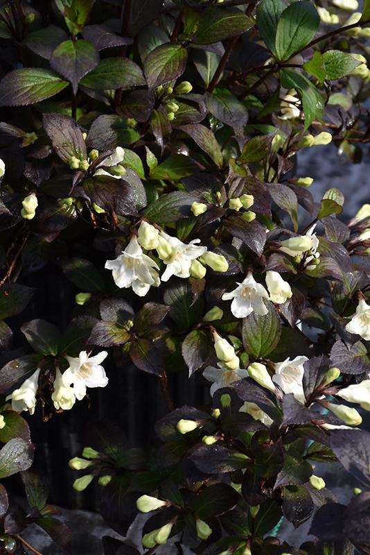 Weigela Florida 'wine And Spirits' - View 6 from www redcrocus com