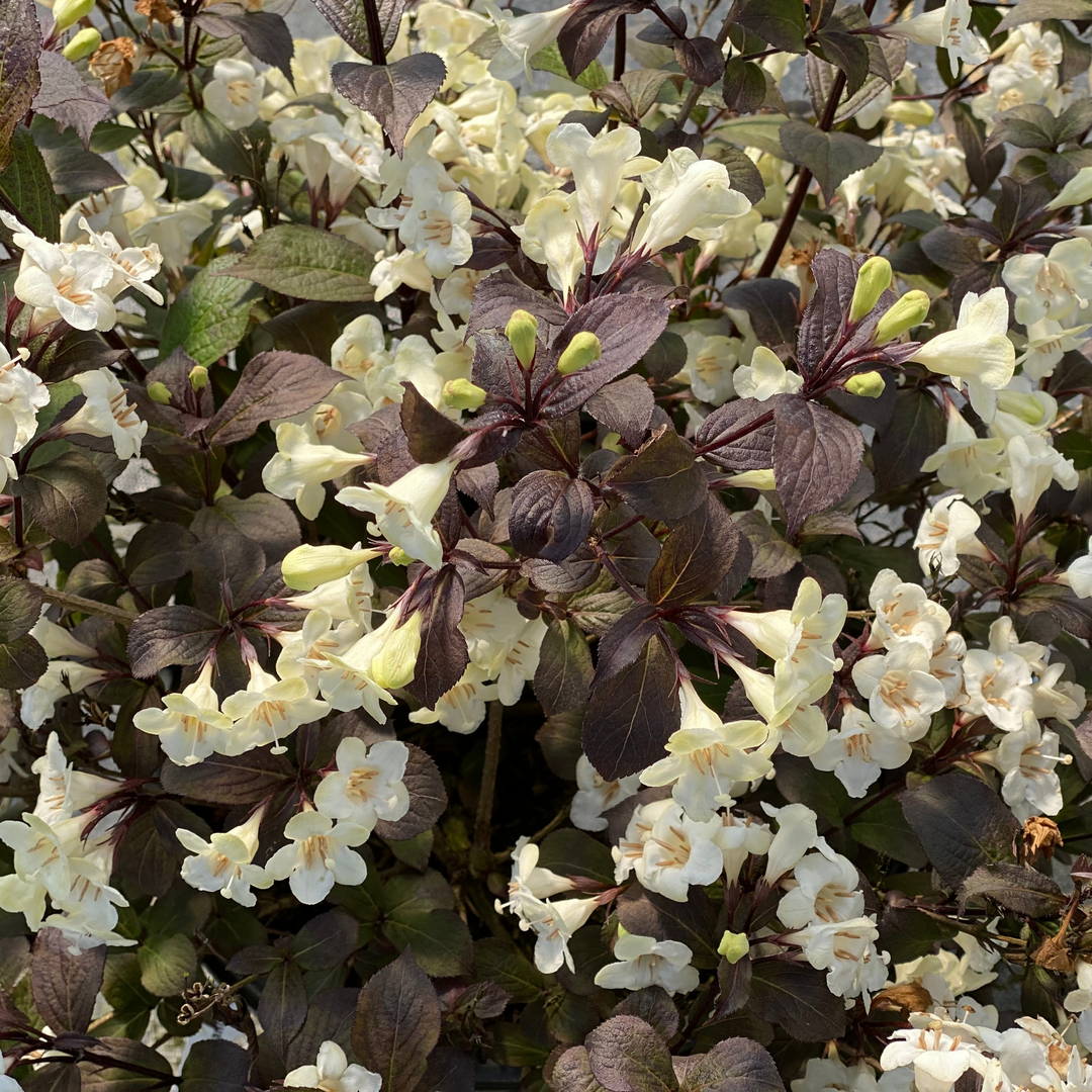 Weigela Florida 'wine And Spirits' - View 6 from www redcrocus com