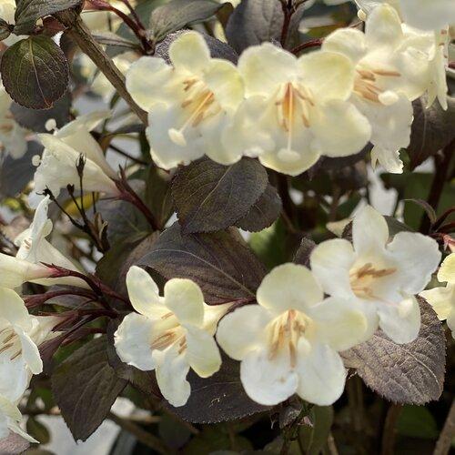 Weigela Florida 'wine And Spirits' - View 8 from www redcrocus com
