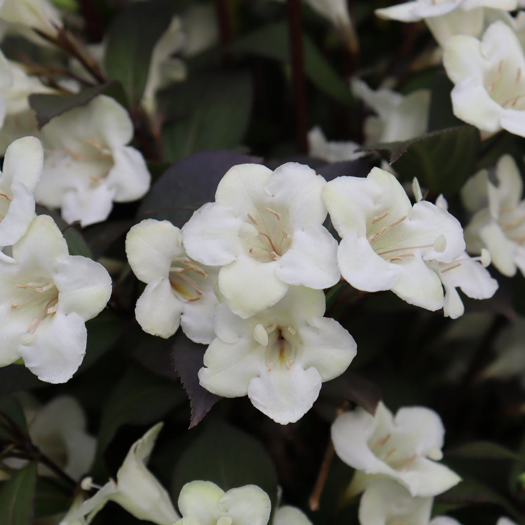 Weigela Florida 'wine And Spirits' - View 9 from www redcrocus com