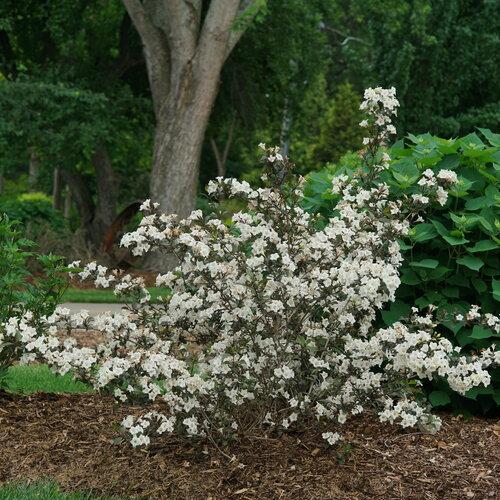 Weigela Florida 'wine And Spirits' - View 9 from www redcrocus com