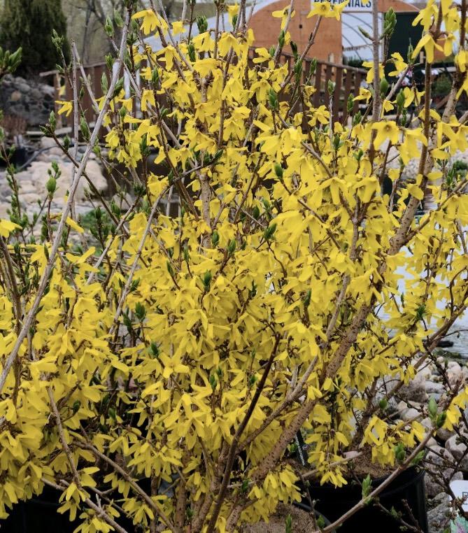 Forsythia Intermedia 'northern Gold' - View 11 from www redcrocus com