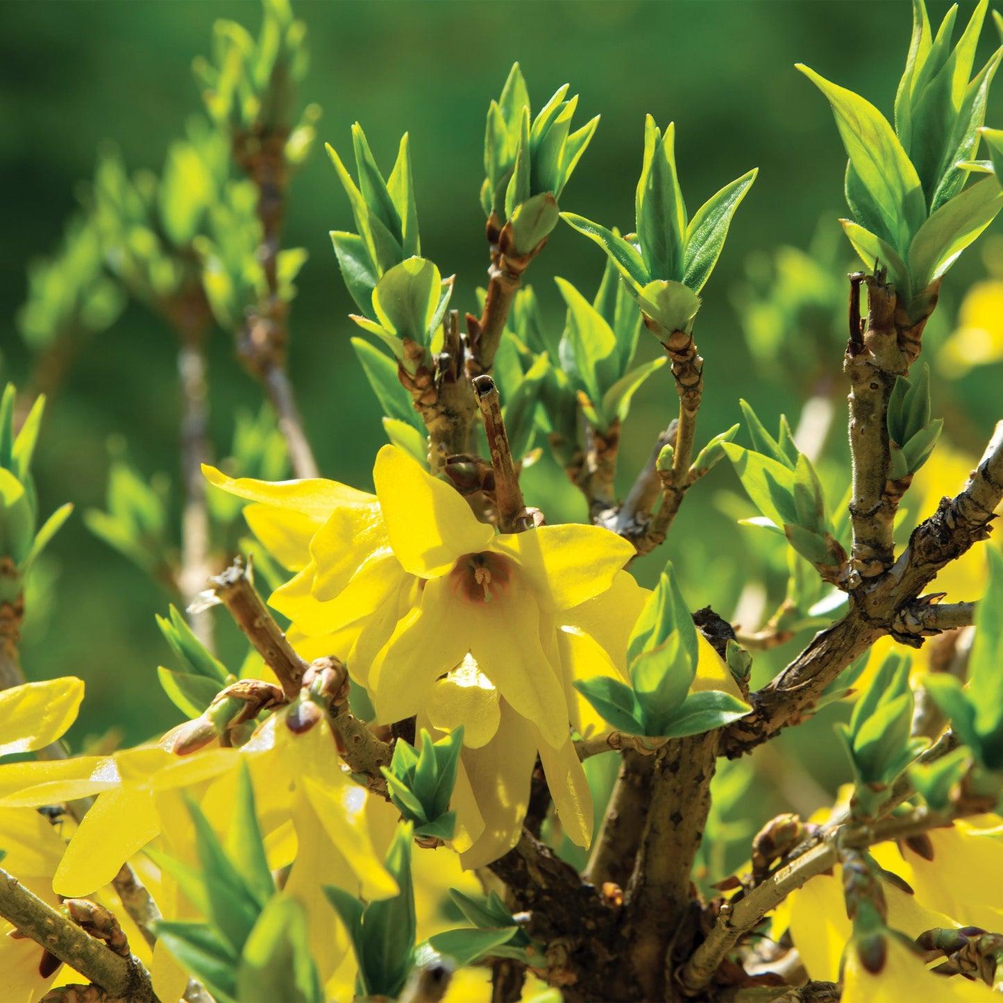 Forsythia Intermedia 'northern Gold' - View 12 from www redcrocus com