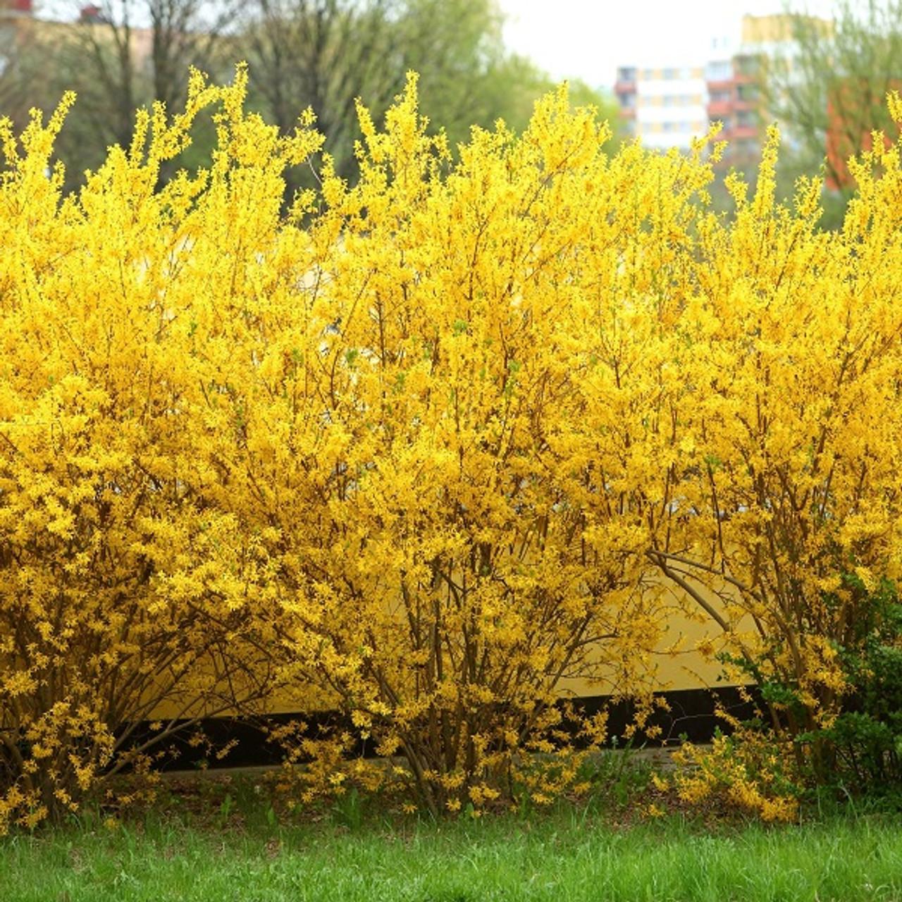 Forsythia Intermedia 'northern Gold' - View 13 from www redcrocus com