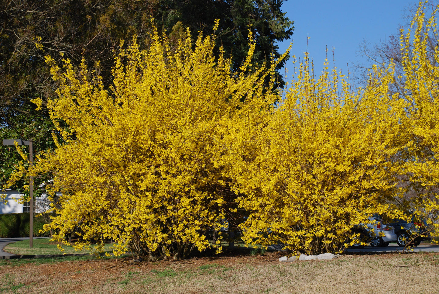 Forsythia Intermedia 'northern Gold' - View 5 from www redcrocus com