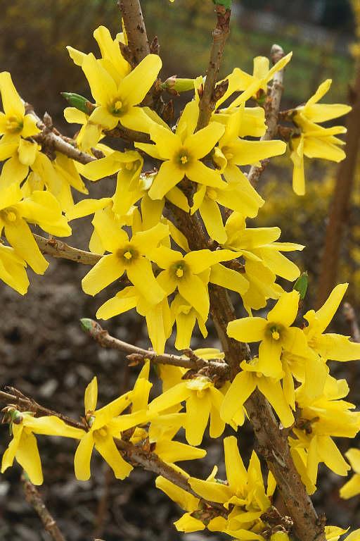 Forsythia Intermedia 'northern Gold' - View 8 from www redcrocus com