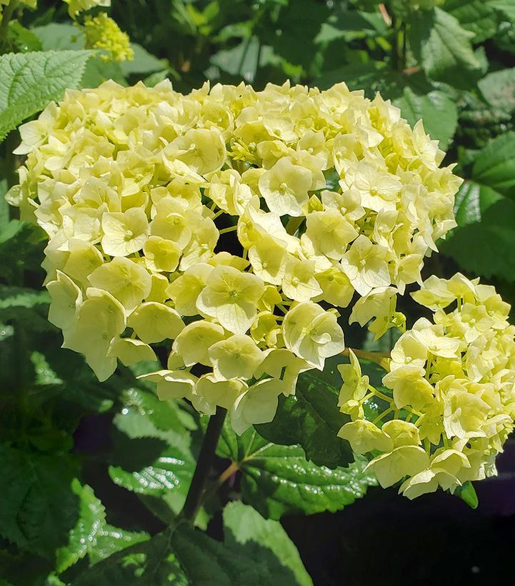 Hydrangea Arborescens 'flowerfull' - View 12 from www redcrocus com