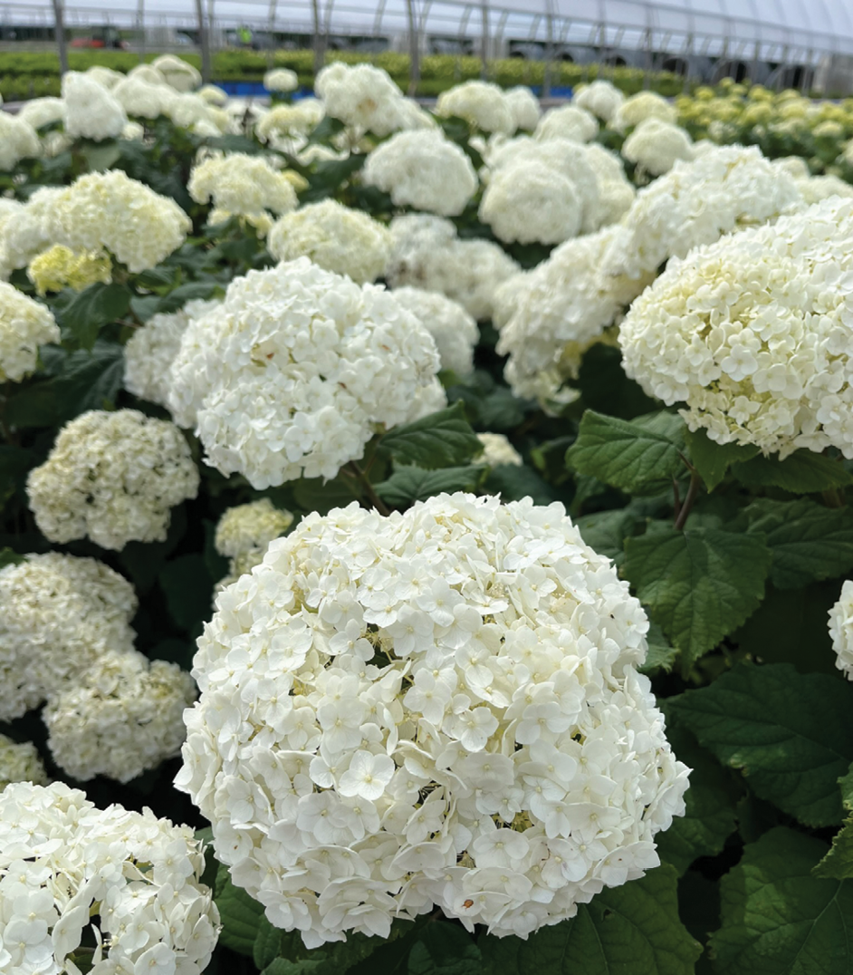 Hydrangea Arborescens 'flowerfull' - View 18 from www redcrocus com