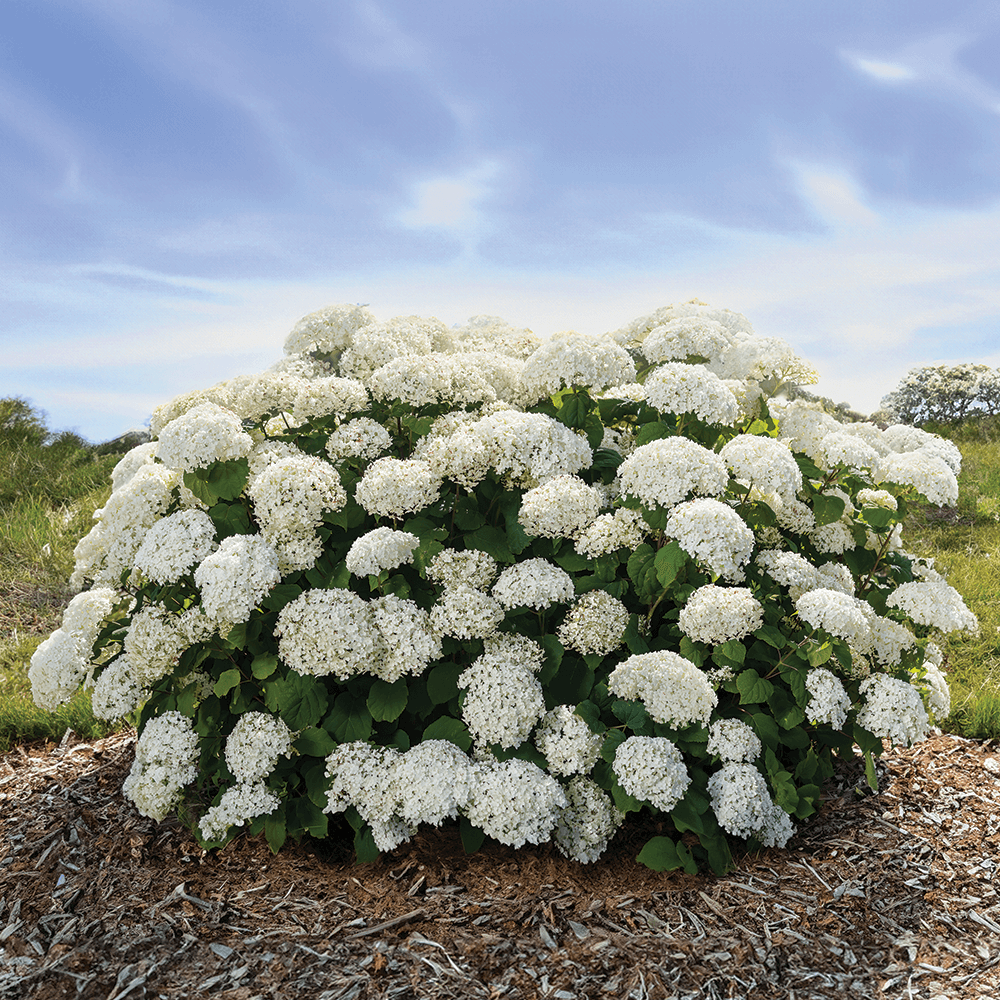 Hydrangea Arborescens 'flowerfull' - View 1 from www redcrocus com