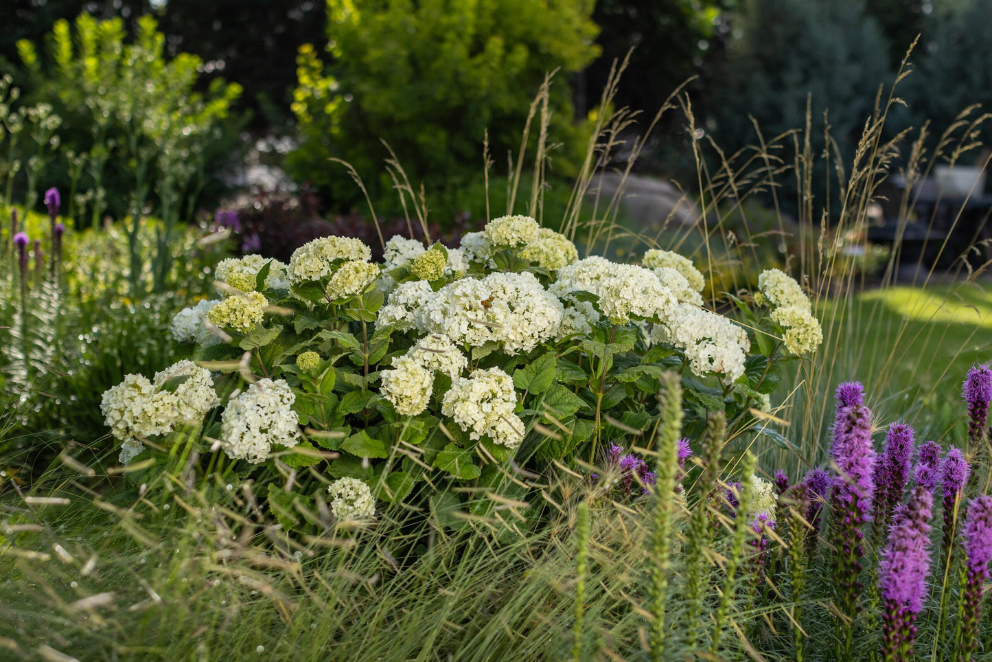 Hydrangea Arborescens 'flowerfull' - View 5 from www redcrocus com