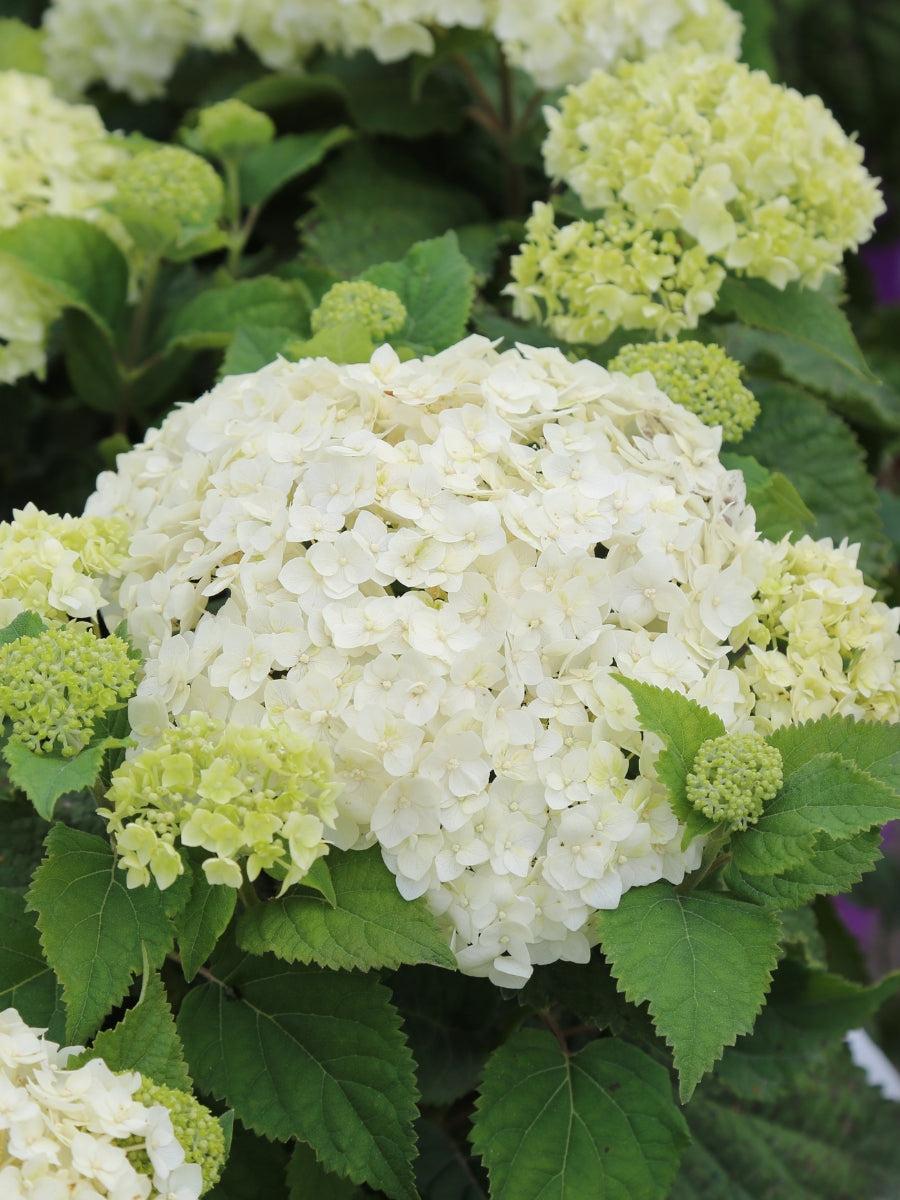 Hydrangea Arborescens 'flowerfull' - View 8 from www redcrocus com