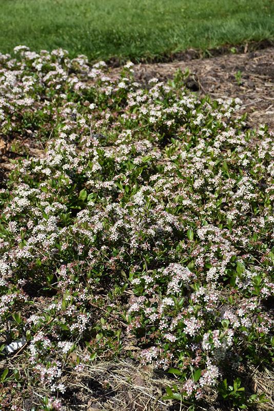 Aronia Melanocarpa 'ground Hug' - View 11 from www redcrocus com