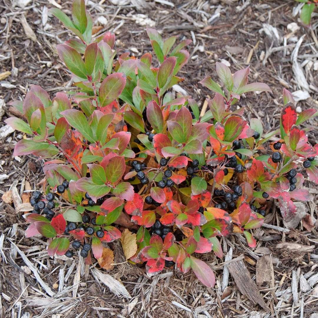 Aronia Melanocarpa 'ground Hug' - View 13 from www redcrocus com
