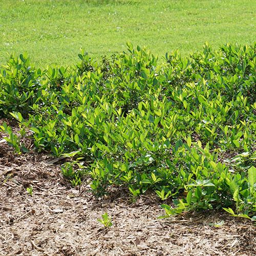 Aronia Melanocarpa 'ground Hug' - View 15 from www redcrocus com