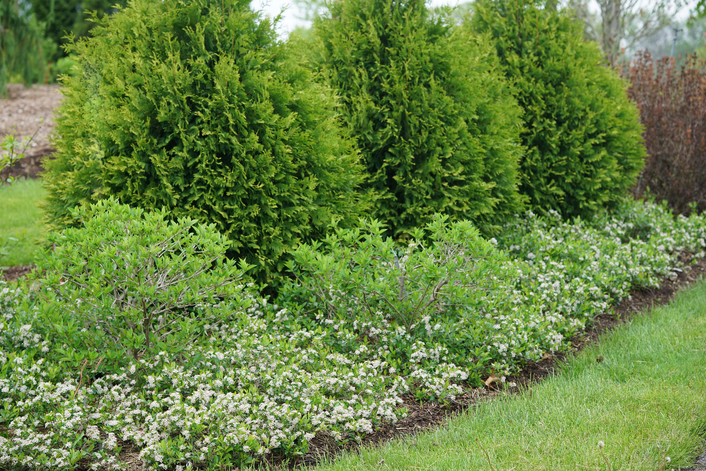 Aronia Melanocarpa 'ground Hug' - View 1 from www redcrocus com
