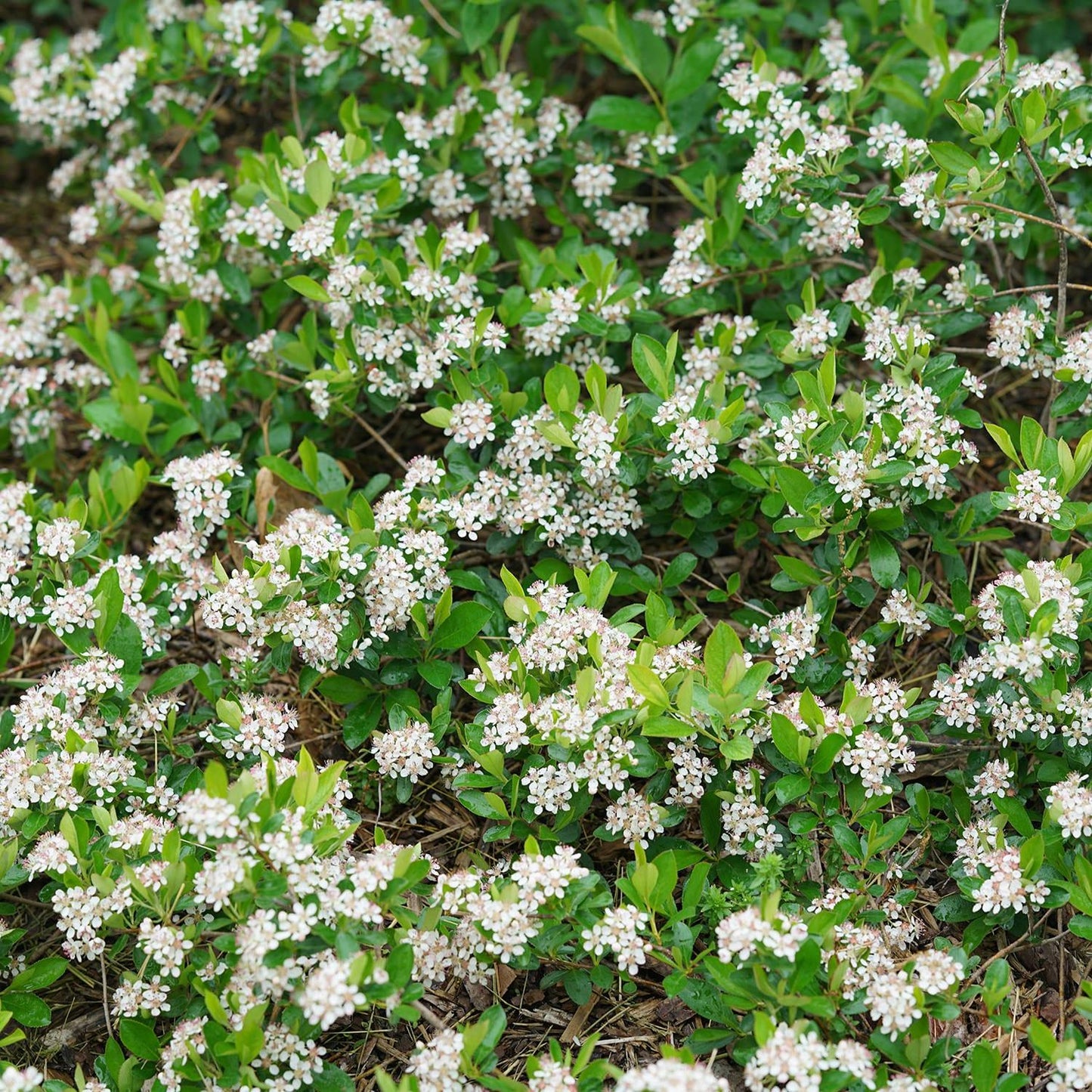 Aronia Melanocarpa 'ground Hug' - View 2 from www redcrocus com