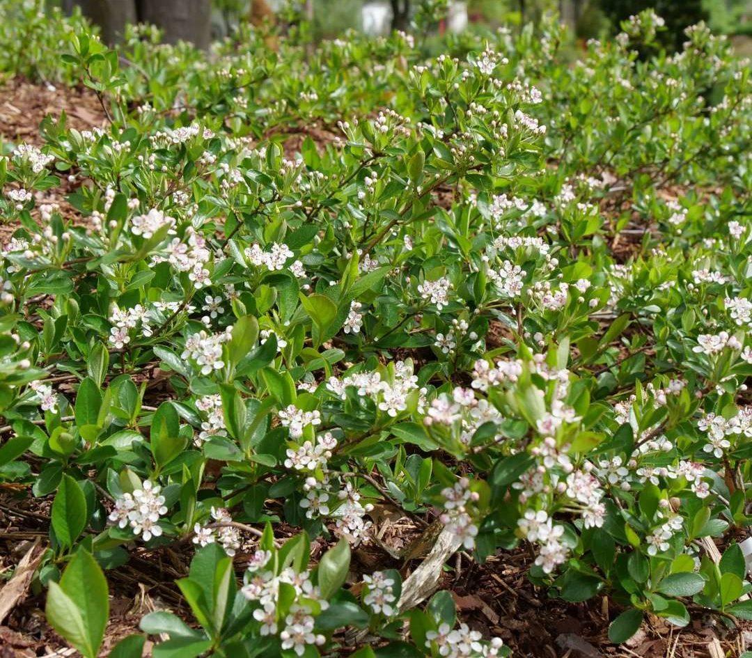 Aronia Melanocarpa 'ground Hug' - View 3 from www redcrocus com