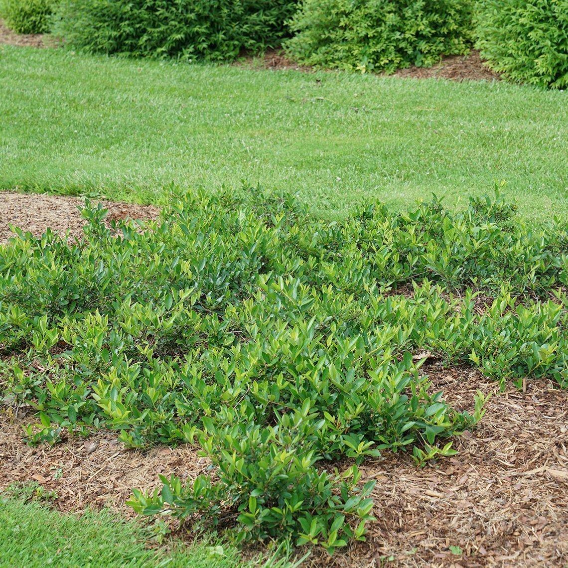 Aronia Melanocarpa 'ground Hug' - View 4 from www redcrocus com