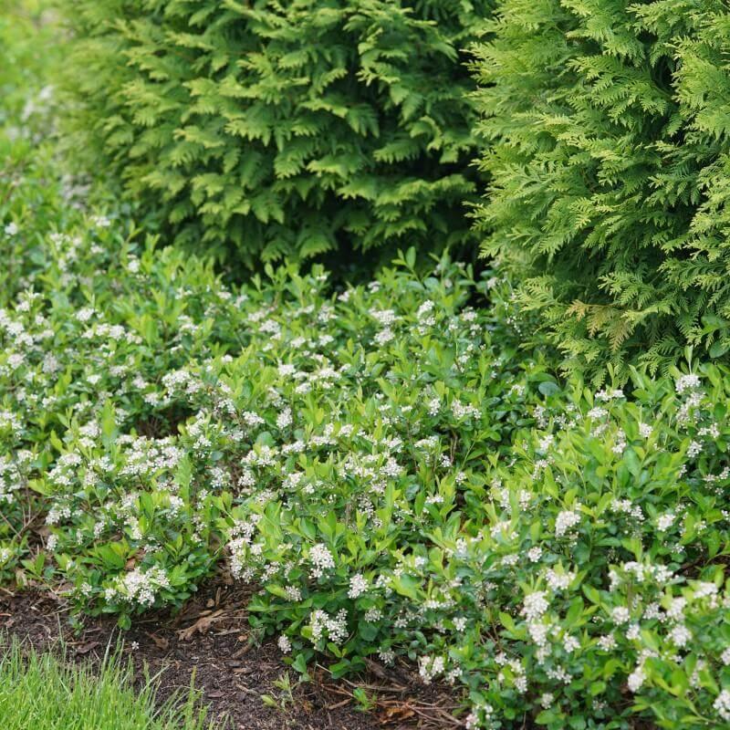 Aronia Melanocarpa 'ground Hug' - View 5 from www redcrocus com