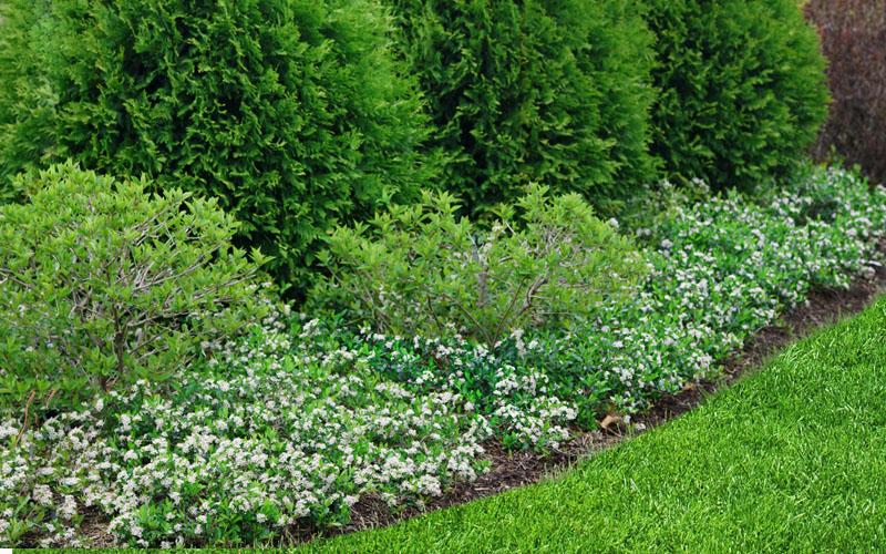Aronia Melanocarpa 'ground Hug' - View 6 from www redcrocus com