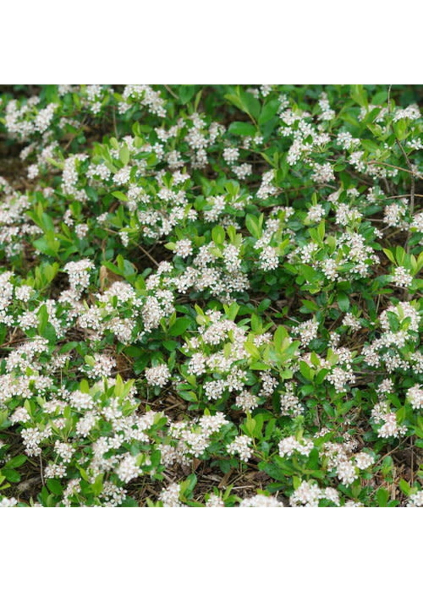 Aronia Melanocarpa 'ground Hug' - View 7 from www redcrocus com