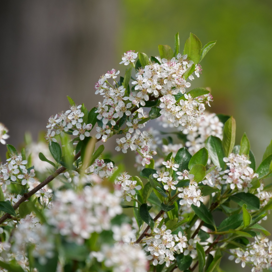 Aronia Melanocarpa 'ground Hug' - View 8 from www redcrocus com