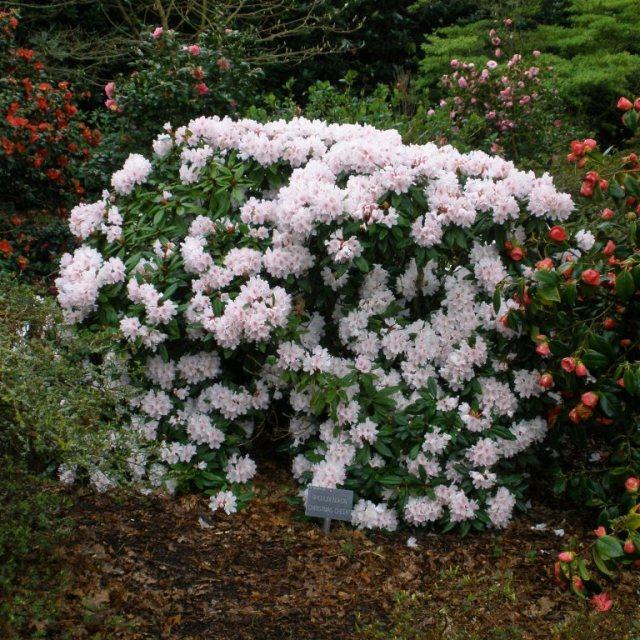Rhododendron 'cheer' - View 15 from www redcrocus com