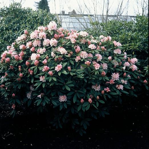 Rhododendron 'cheer' - View 7 from www redcrocus com