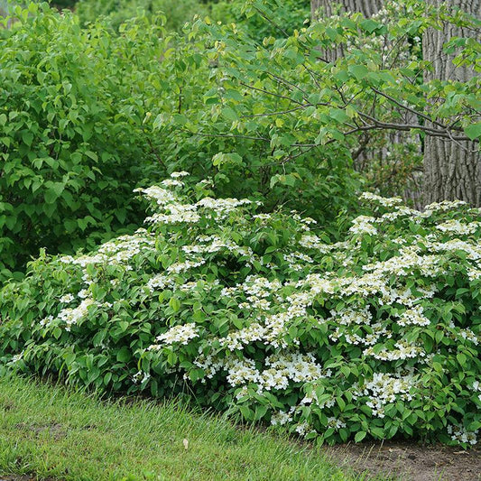 Viburnum Plicatum Var Tomentosum 'wabi Sabi' - View 7 from www redcrocus com
