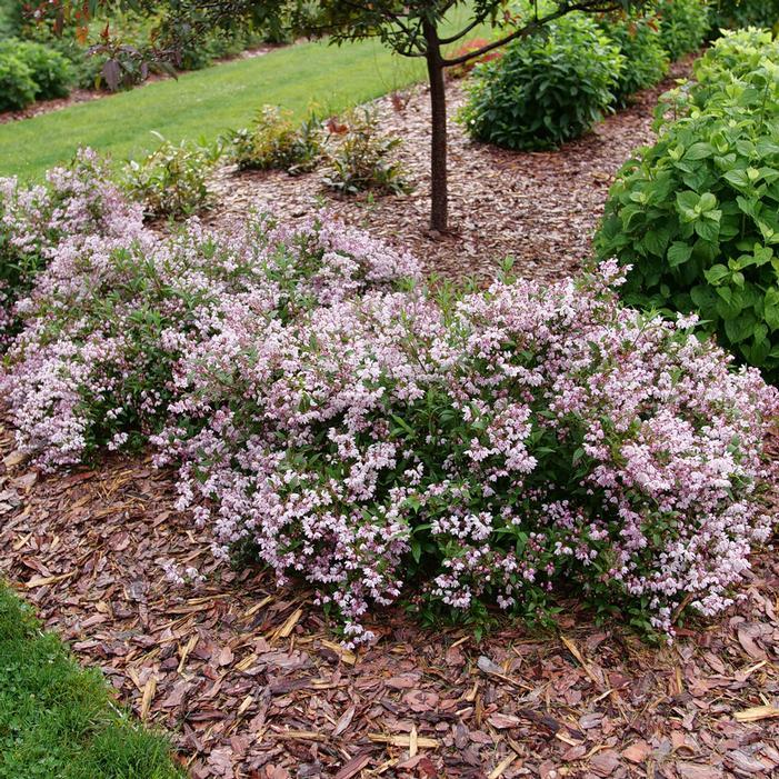Deutzia 'yuki Kabuki' - View 32 from www redcrocus com