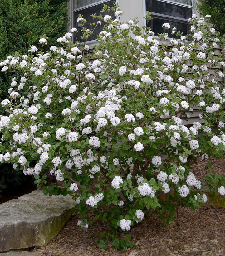Viburnum Carlesii 'sugar N' Spice' - View 4 from www redcrocus com