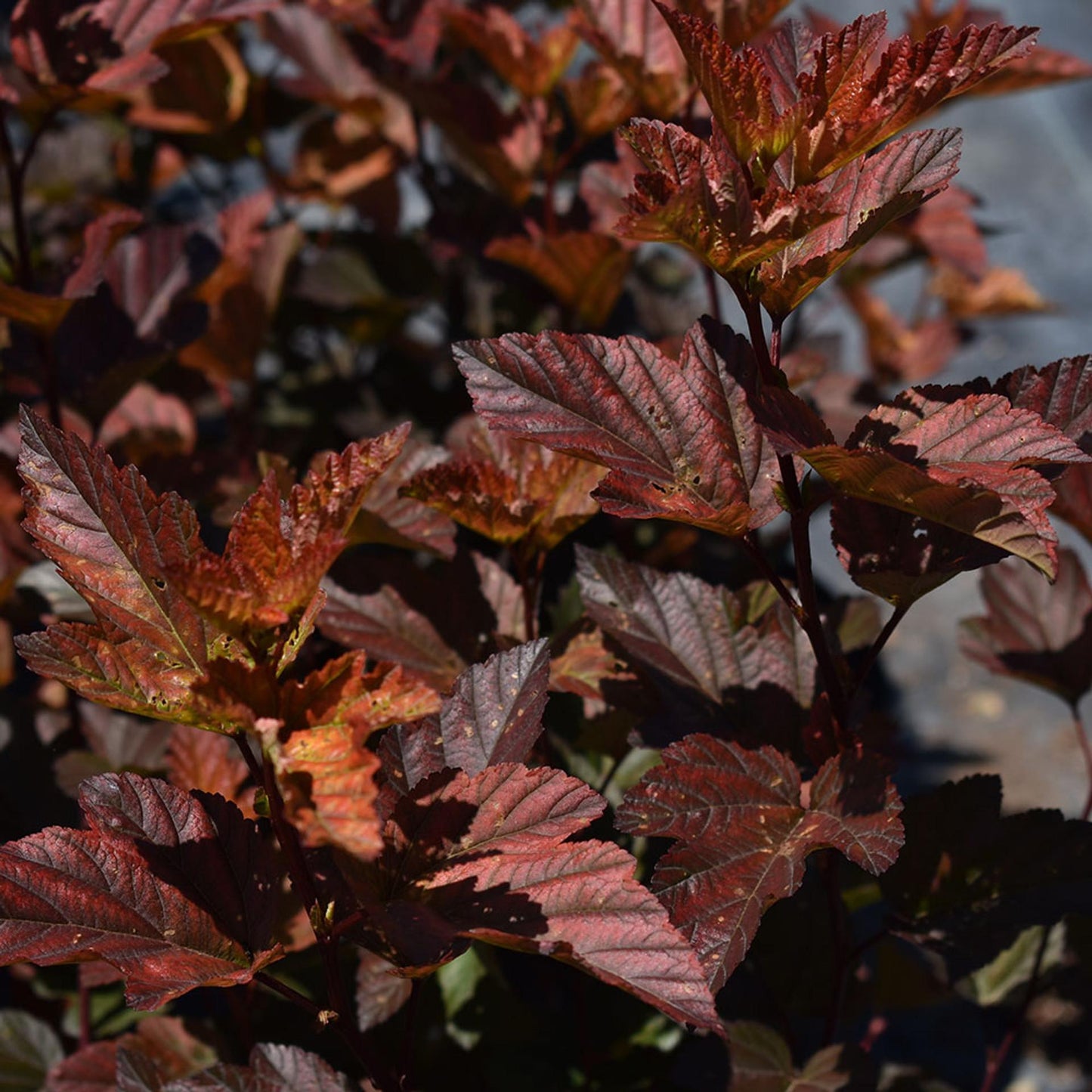 Physocarpus Opulifolius Little Devil - View 10 from www redcrocus com