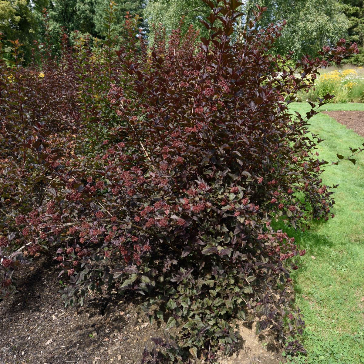 Physocarpus Opulifolius Little Devil - View 17 from www redcrocus com