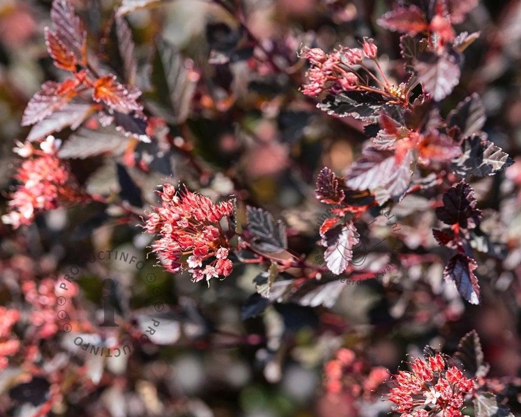 Physocarpus Opulifolius Little Devil - View 5 from www redcrocus com