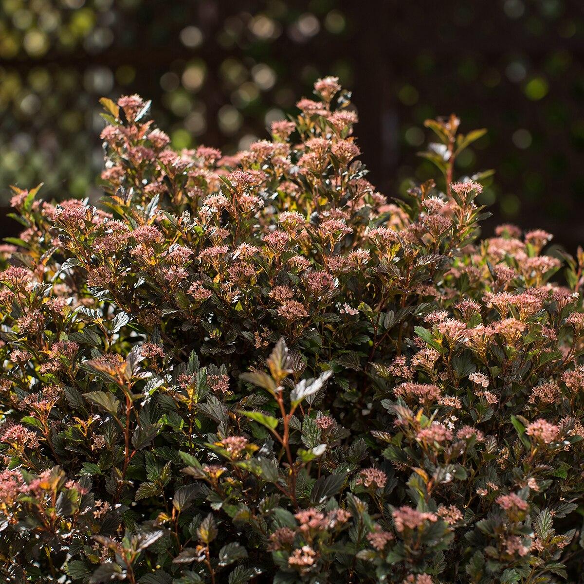 Physocarpus Opulifolius Little Devil - View 9 from www redcrocus com