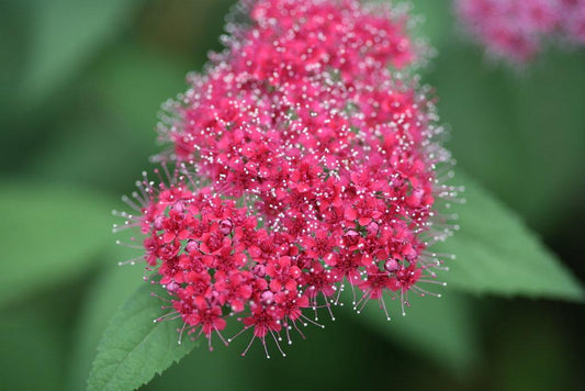 Spirea Japonica Double Play Red - View 10 from www redcrocus com