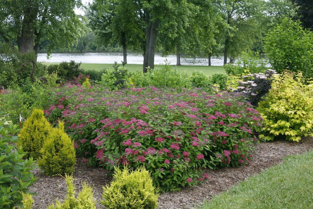 Spirea Japonica Double Play Red - View 16 from www redcrocus com