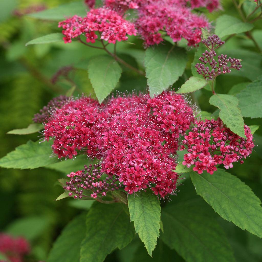 Spirea Japonica Double Play Red - View 18 from www redcrocus com